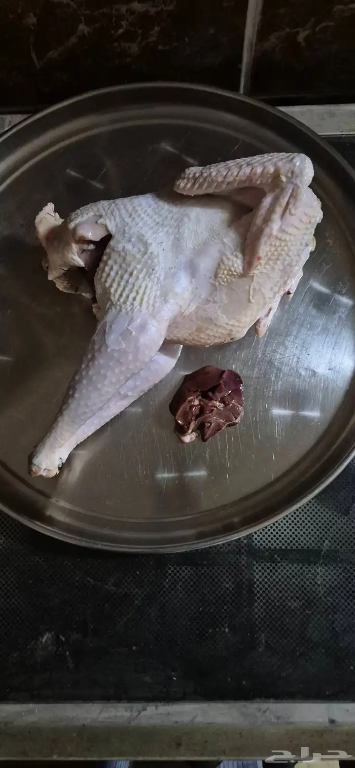 ديوك سمينة 1