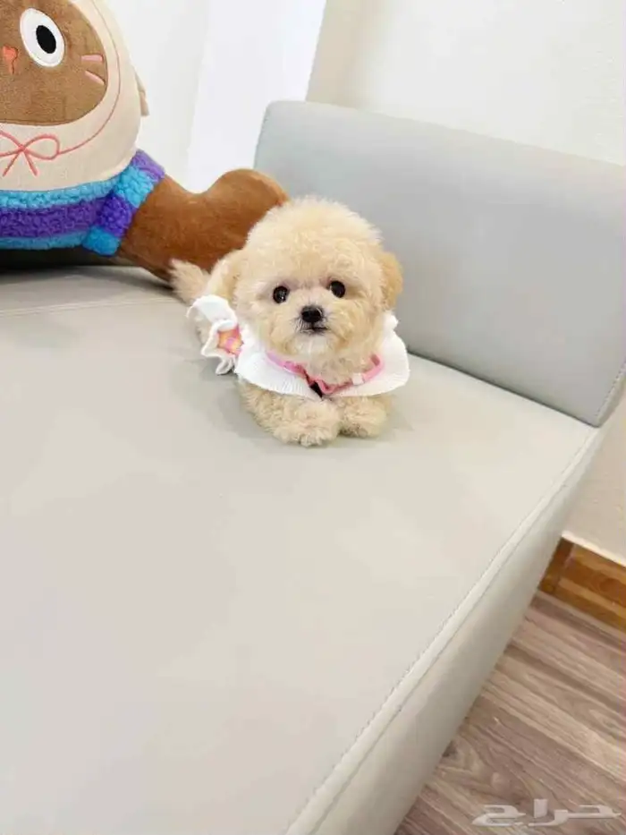 مالتيبو ذكر مميز وجميل maltipoo 3