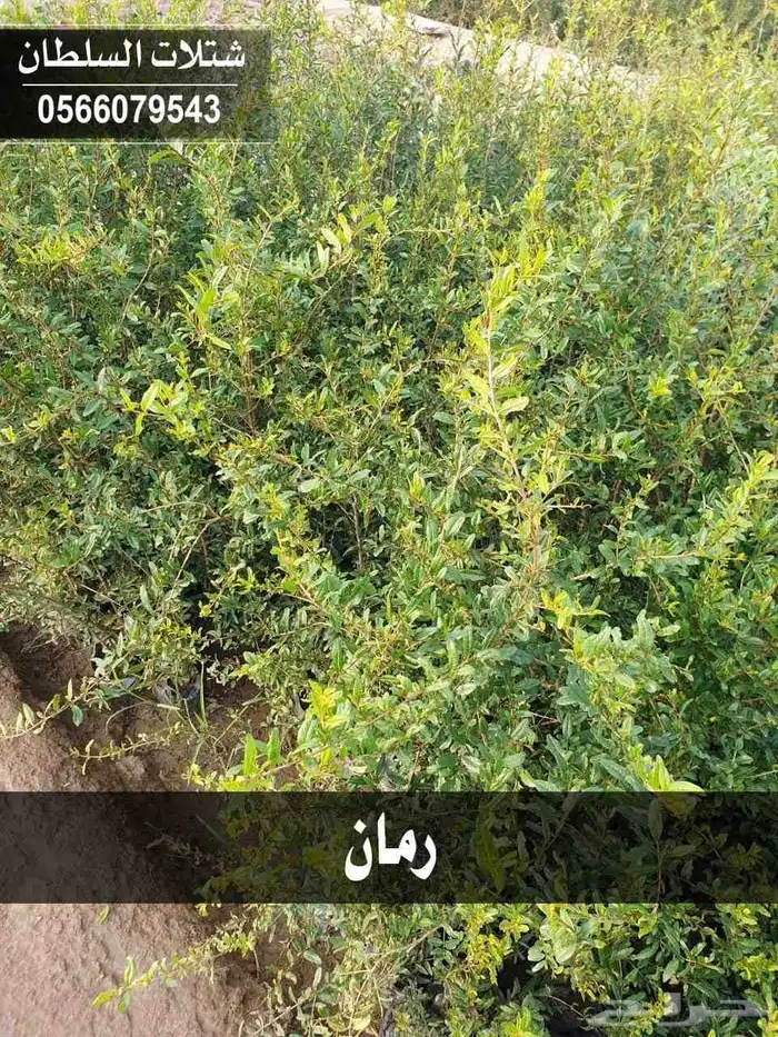 مشتل المهندس 6
