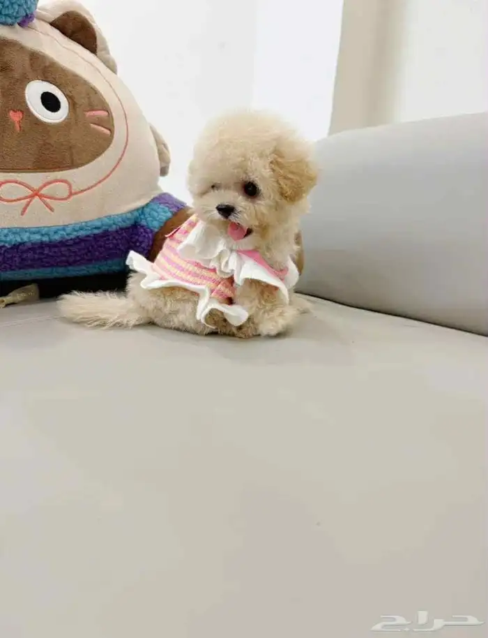 مالتيبو ذكر مميز وجميل maltipoo 2