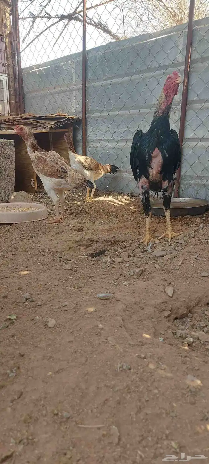 طقم شامو ياباني تم البيع 0