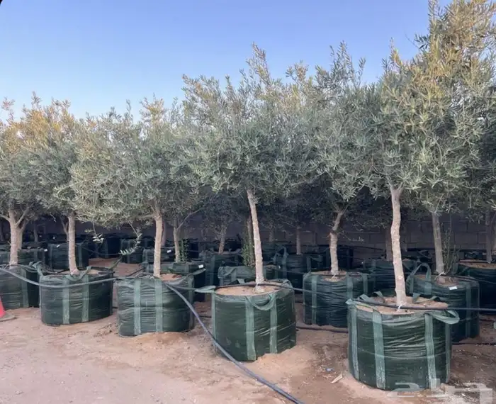 زيتون نيبالي 2