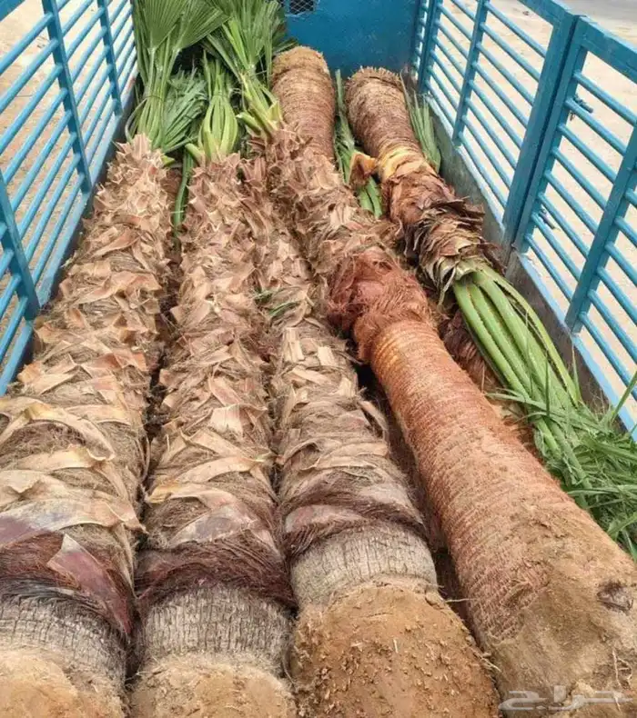 نخل واشنطني للبيع نخيل الرياض جده القصيم الخرج جميع المواقع 7