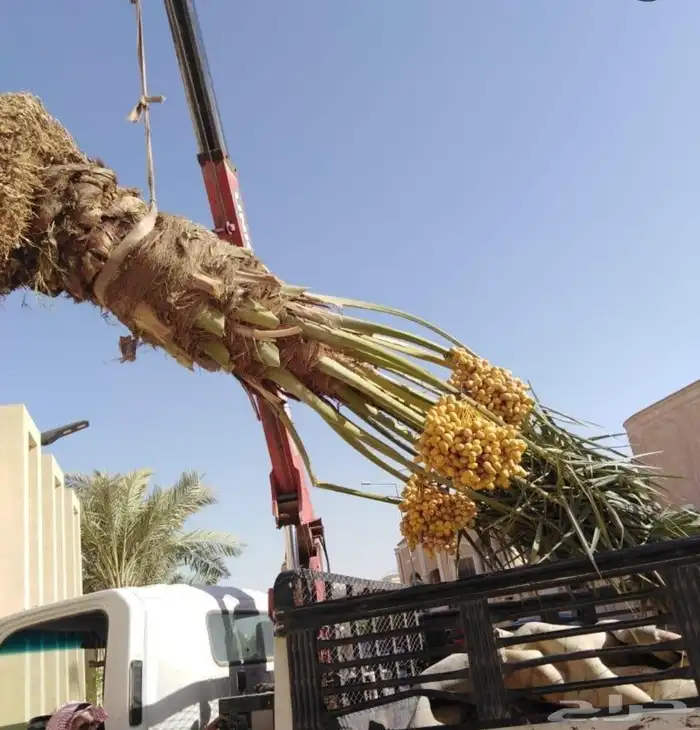 نخل مثمر نقايل جثايث الخرج الرياض القصيم جده نخيل فروخ فسايل 4