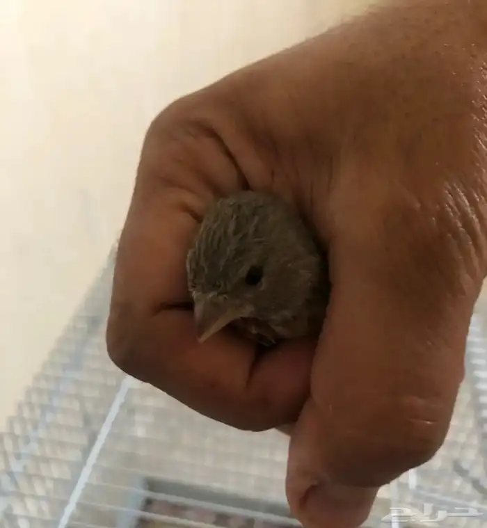 طيور الحسون المغرد 11