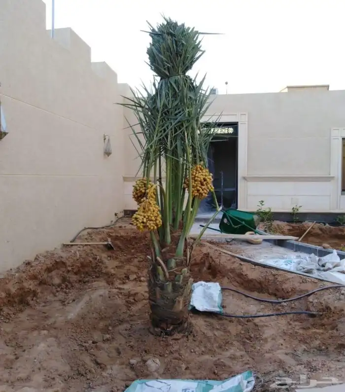نخل مثمر نقايل جثايث الخرج الرياض القصيم جده نخيل فروخ فسايل 3