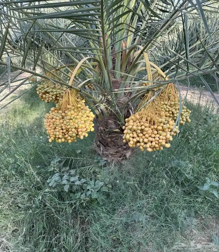 نخل مثمر نقايل جثايث الخرج الرياض القصيم جده نخيل فروخ فسايل 5
