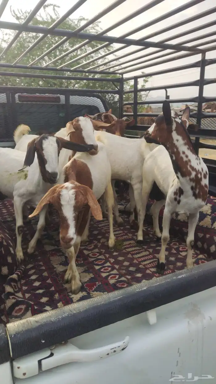 ونيت غماره طابق 1