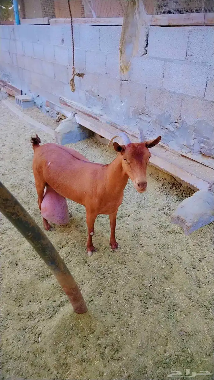 عنز جنوبيه 0