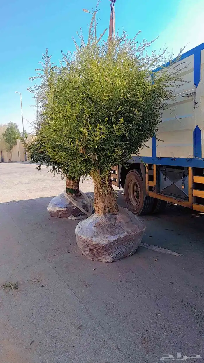 شجر زيتون معمر واسباني 7