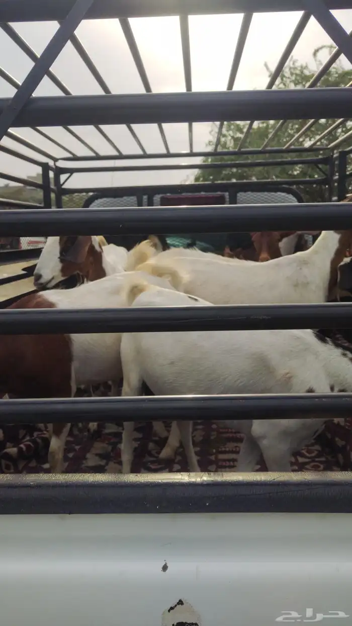 ونيت غماره طابق 2