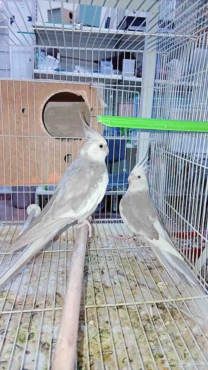 زوج كروان هولندي منتج شرط 2