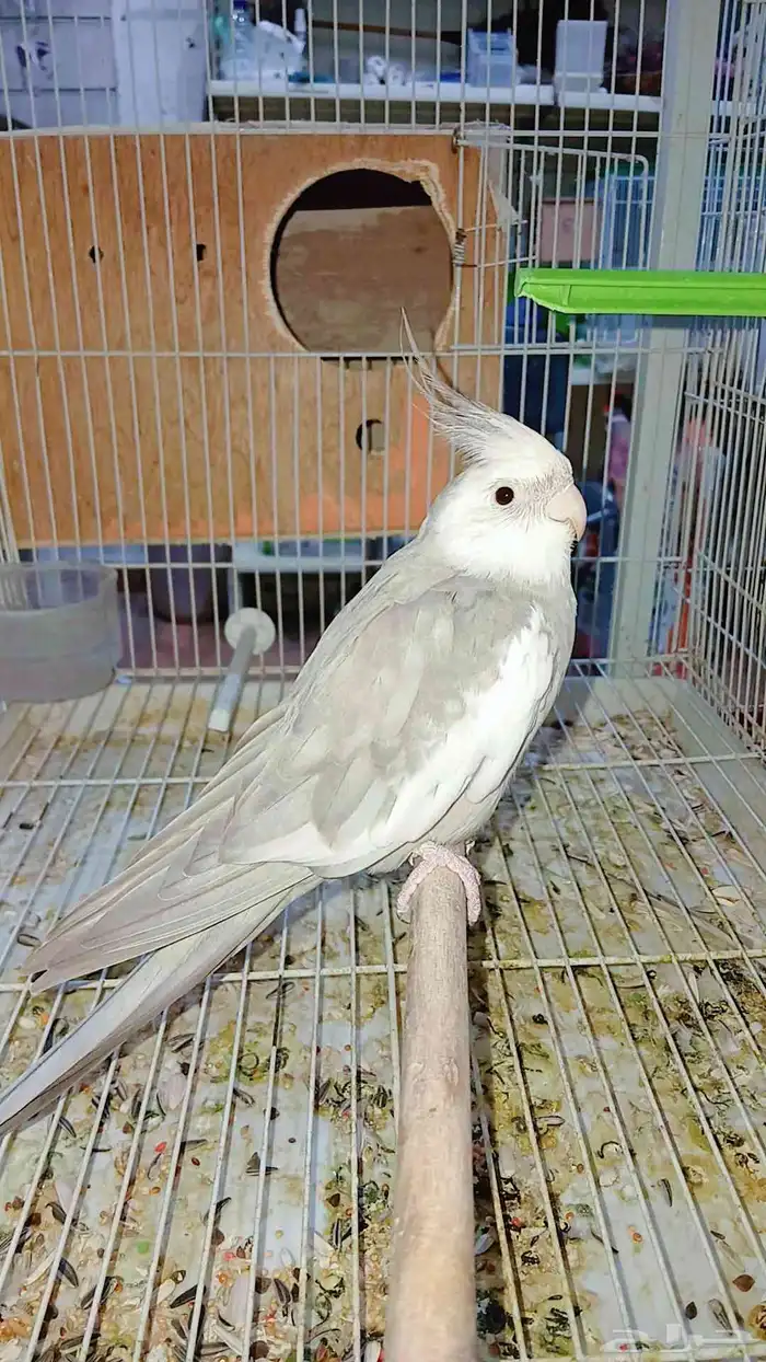 زوج كروان هولندي منتج شرط 1