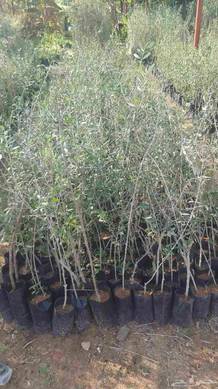 شتلات زيتون جمله 0