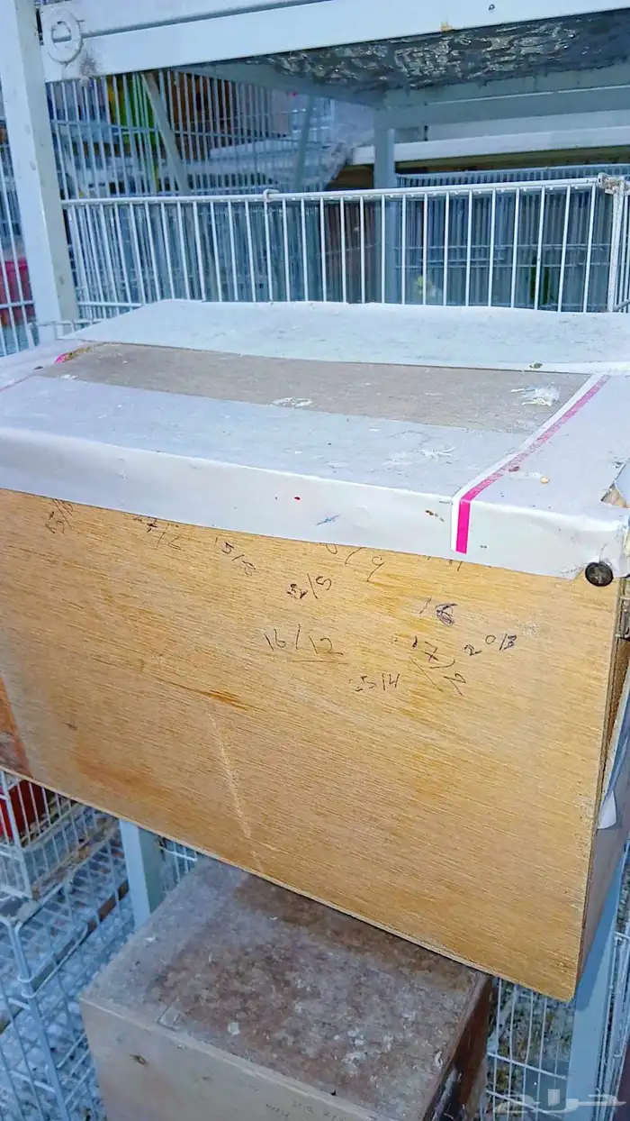 زوج كروان هولندي منتج شرط 3