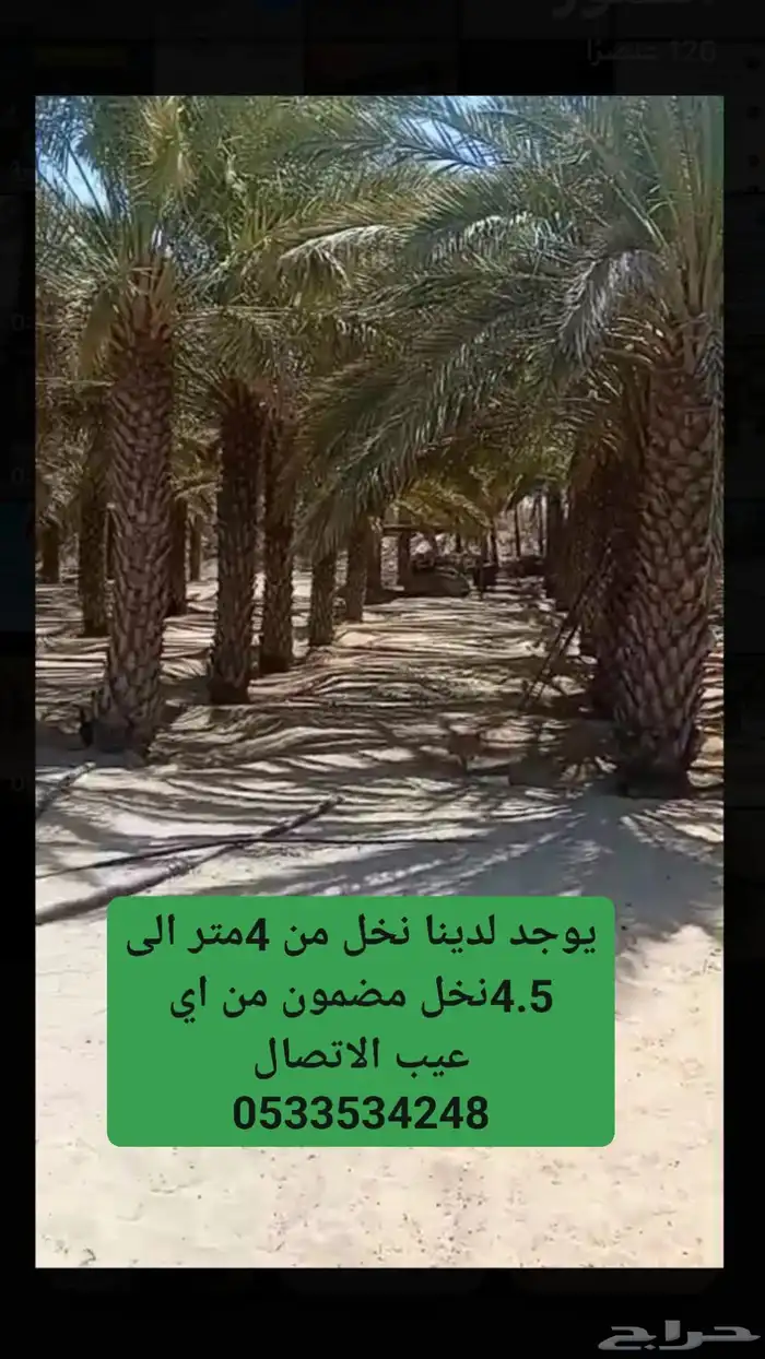 يوجد لدينا نخل للبيع الطول 4متر 0