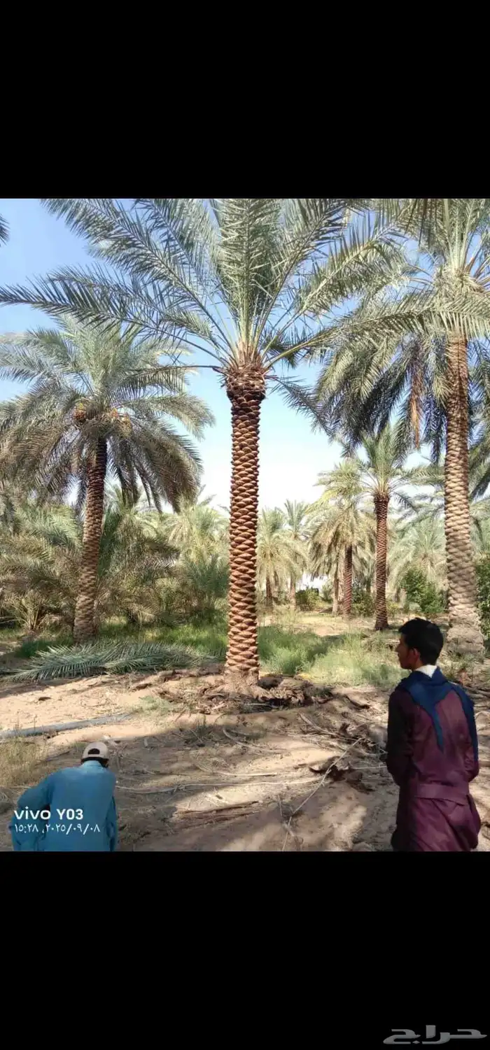 نخيل جودة عاليه 0