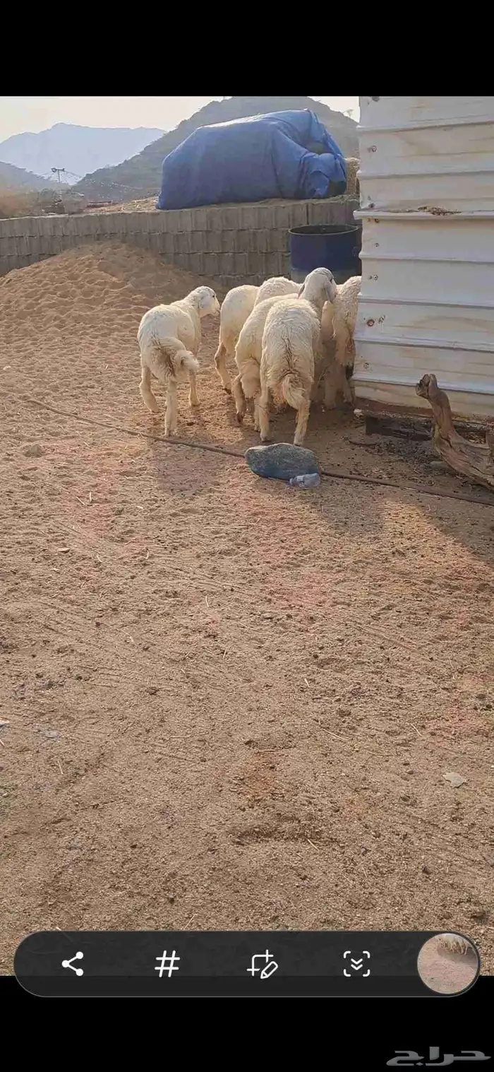 للبيع طليان منسبات 3
