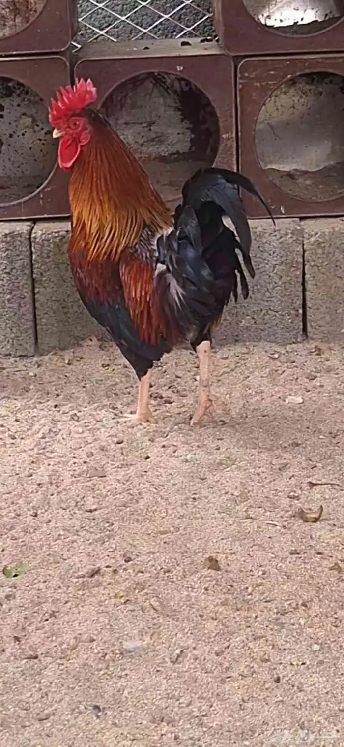 للبيع ديك   عربي أصيل 2