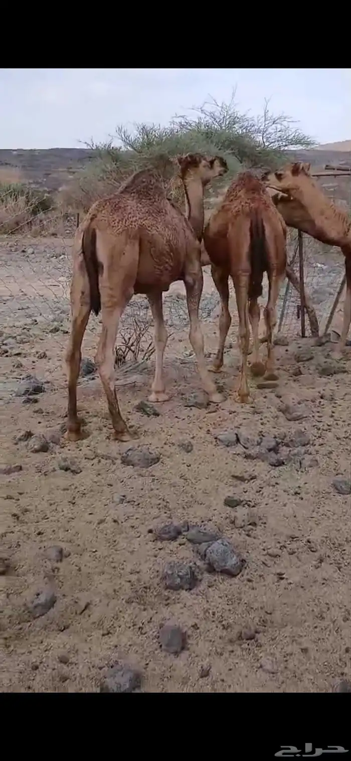 النوع قعدان برية طيبة ب الحيل ع حليب العمر 7شهور ونص 1