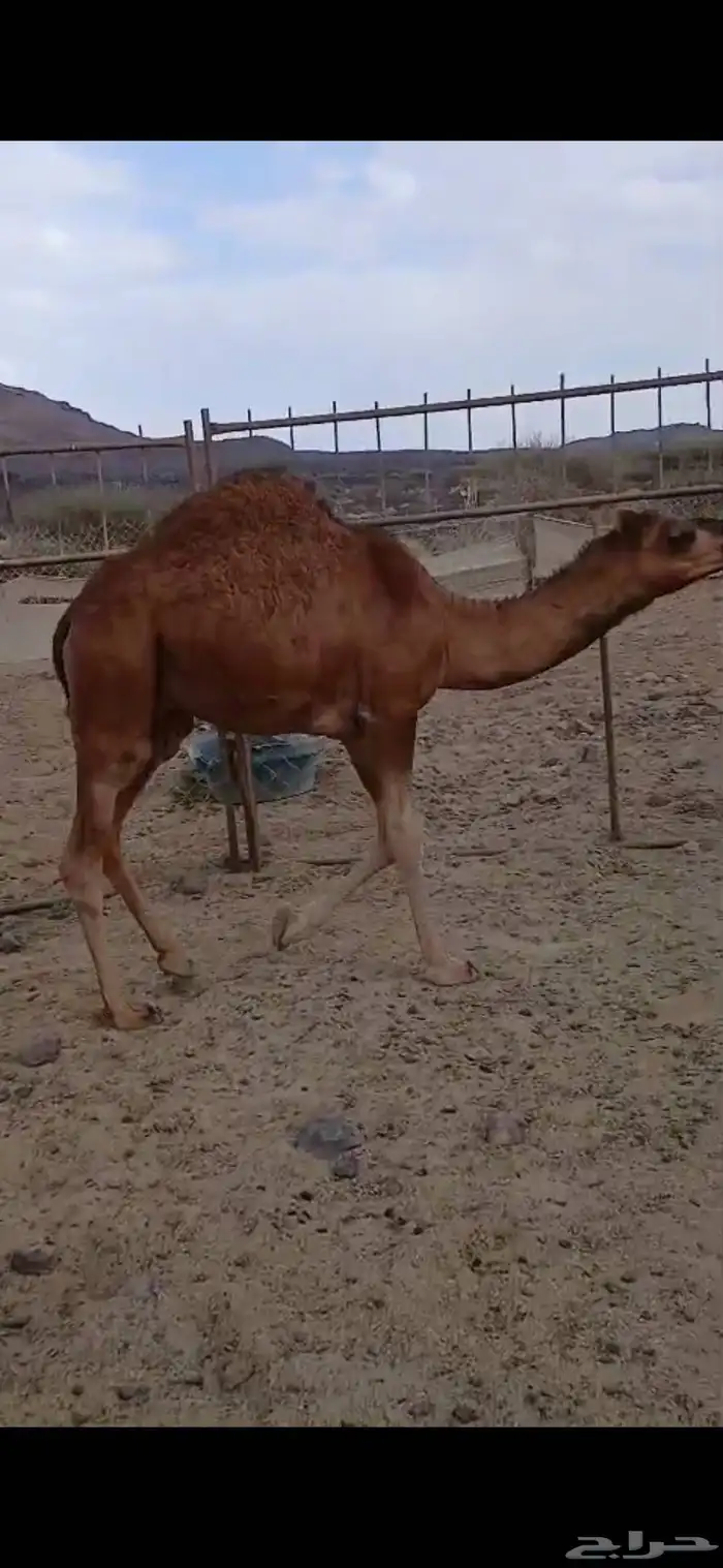النوع قعدان برية طيبة ب الحيل ع حليب العمر 7شهور ونص 2