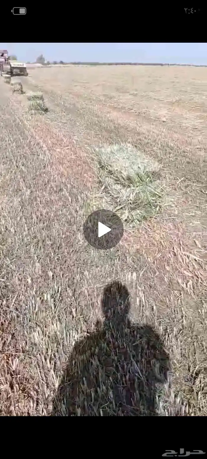 علف دخن سيم مشدود 2