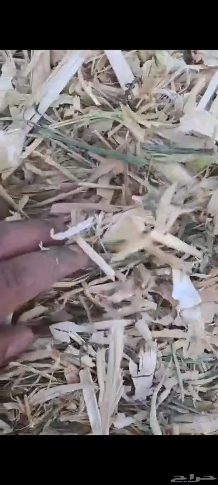 ذرة شامية ناعمه شد ولقر 8