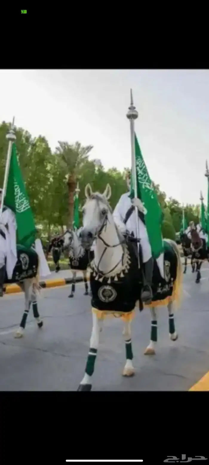 تأجير خيول اليوم الوطني 0