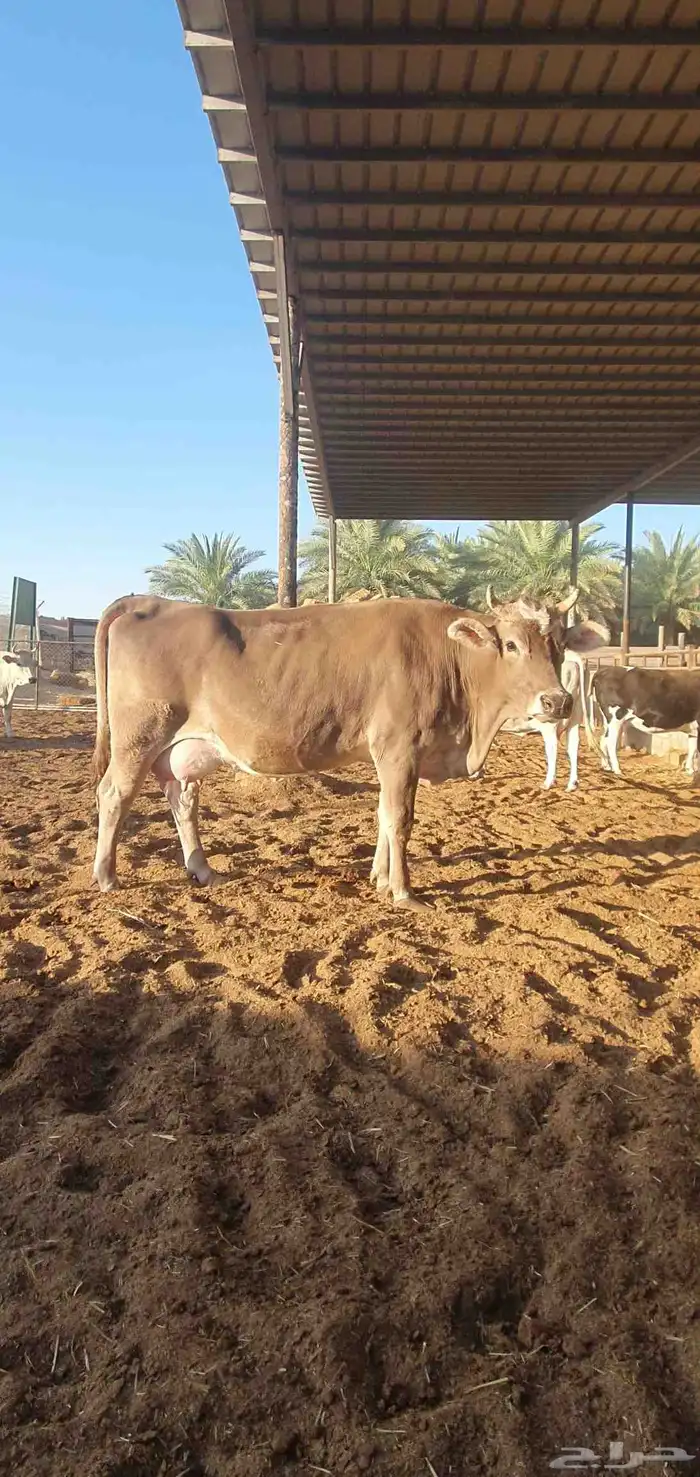 بقره المانيه منيحت بيت 5