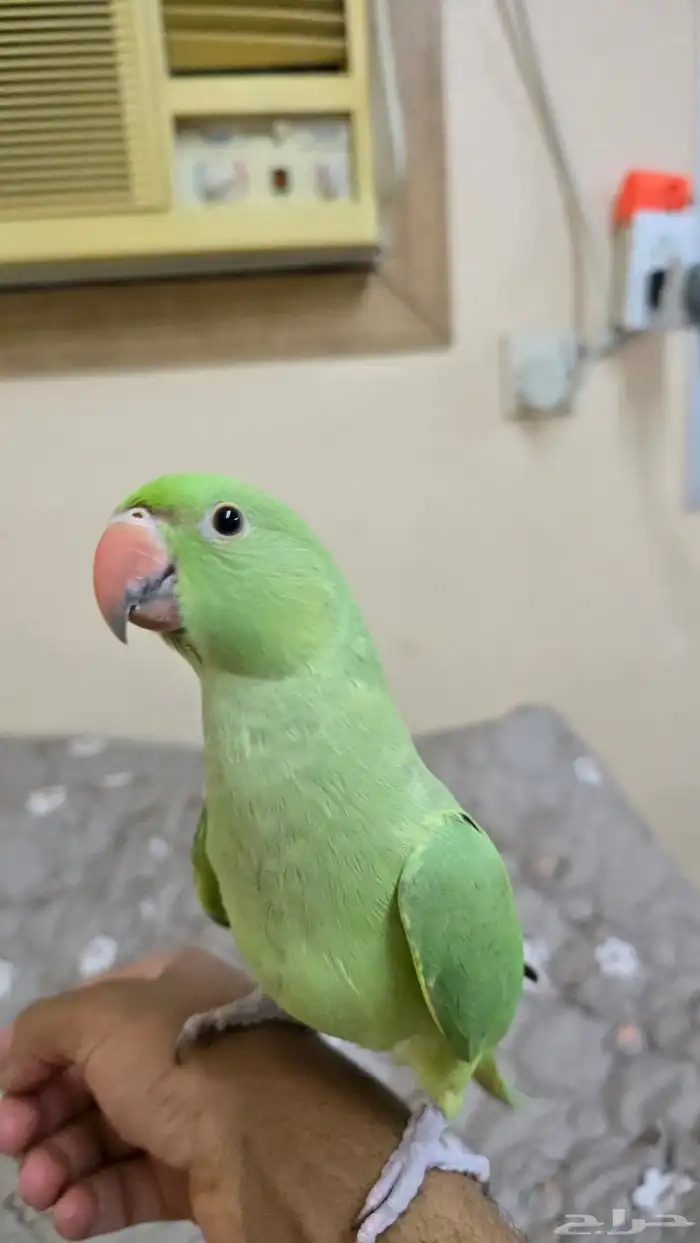 ببغاء درة للبيع 1