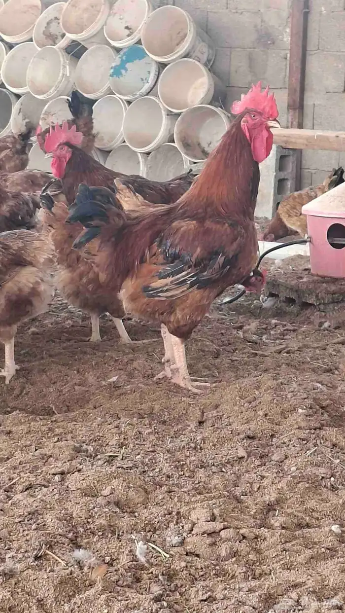 بيض دجاج تركي احمر 1