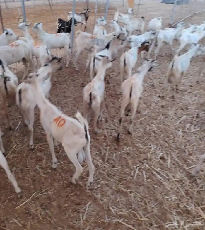 طليان بربري وتيوس صومالي 3