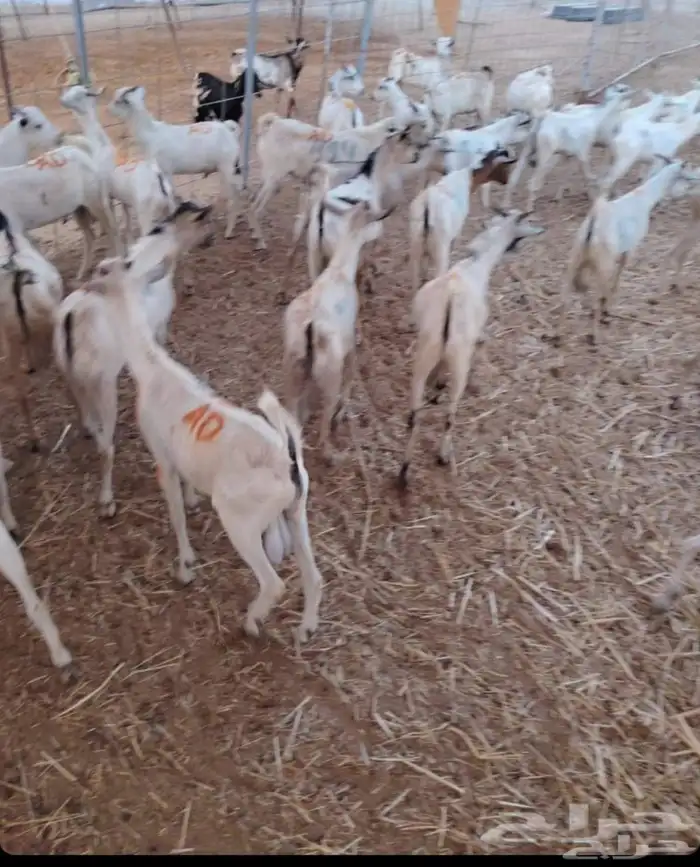 طليان بربري وتيوس صومالي 1