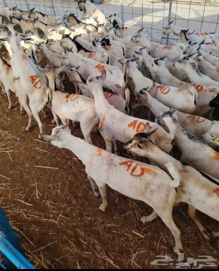 طليان بربري وتيوس صومالي 0
