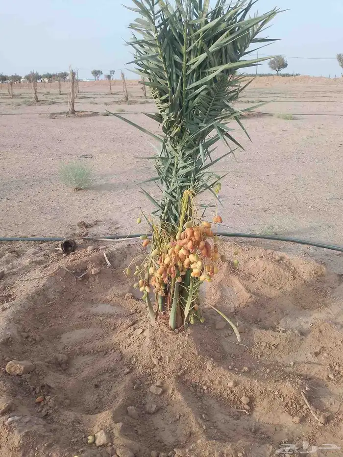 مشاءالله تبارك الله نخل طيب مثمر وزينه 4