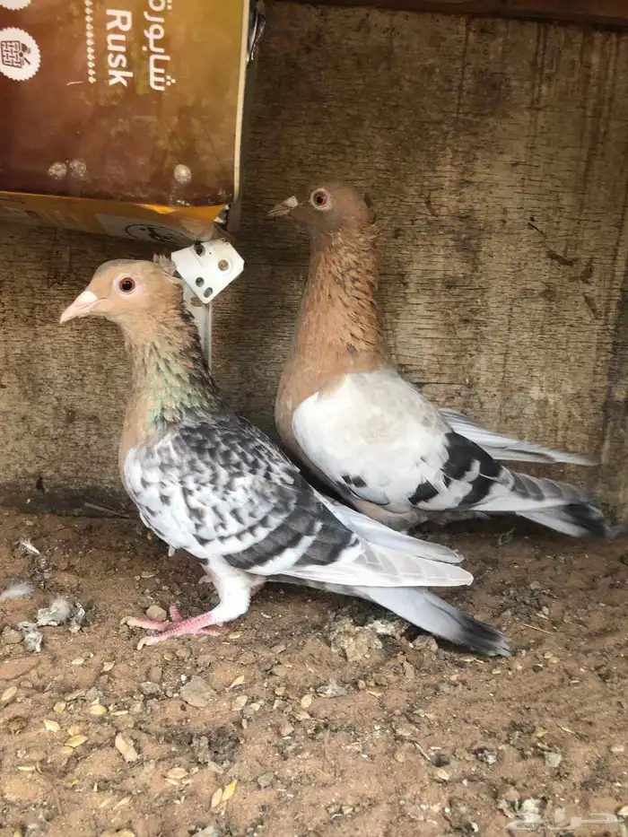 حمام للبيع 0