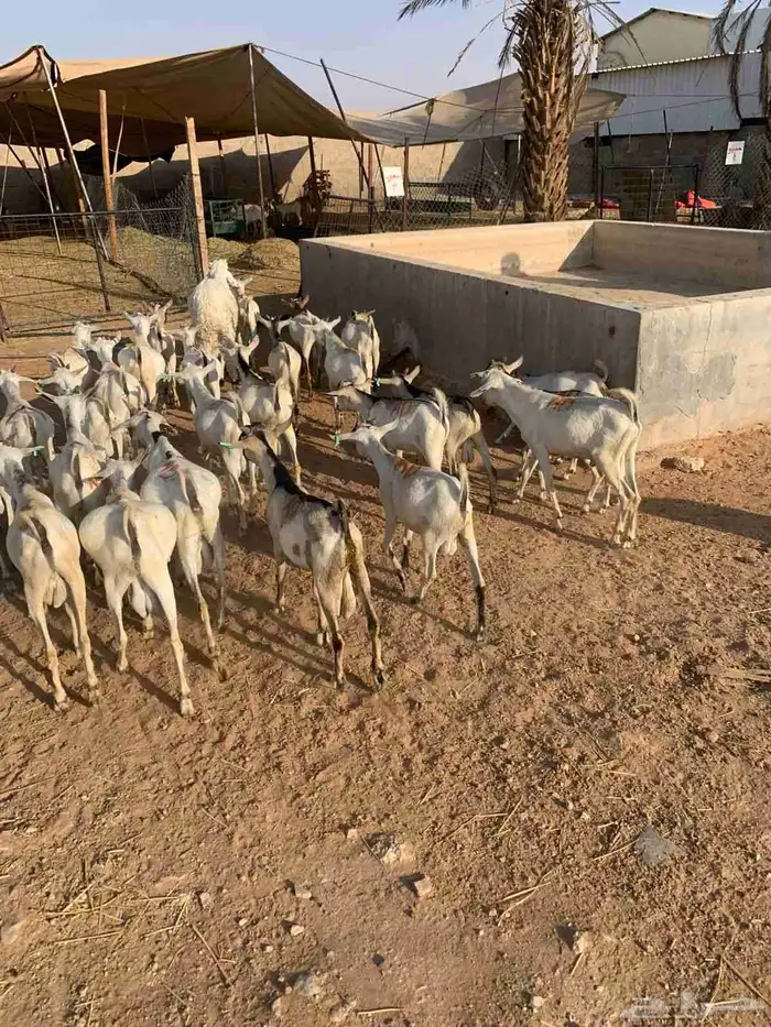 متوفر تيوس صومالية ممتازة ومضمونة جذعان وجاهزة للتعليف 4