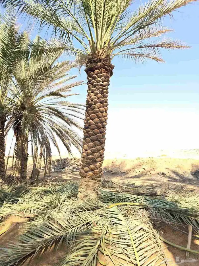نخل مثمر اخلاص صقعي مجدول برحي شيشي مصيف ومشكلات اخرى 2