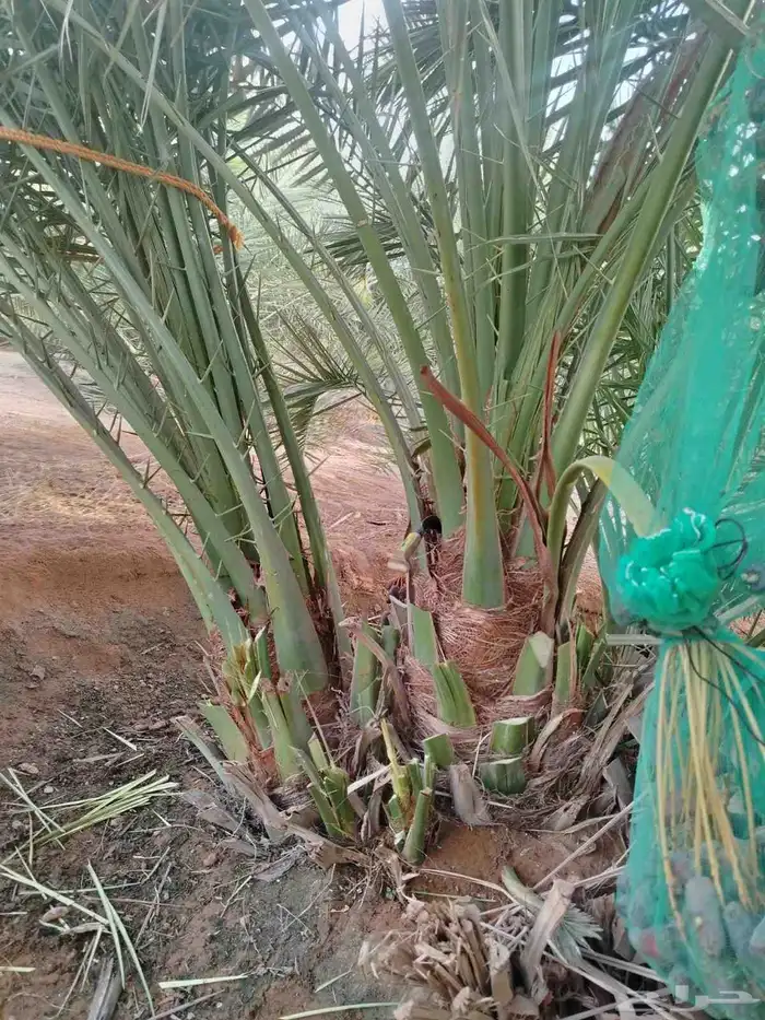 جثايث نقايل نخل للبيع 4