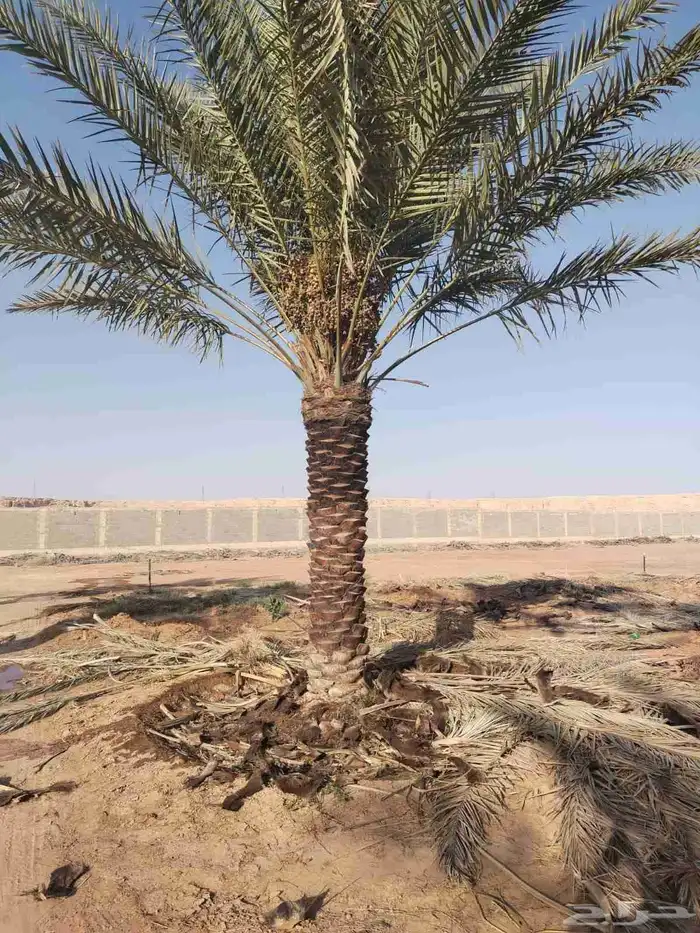 جثايث نقايل نخل للبيع 2