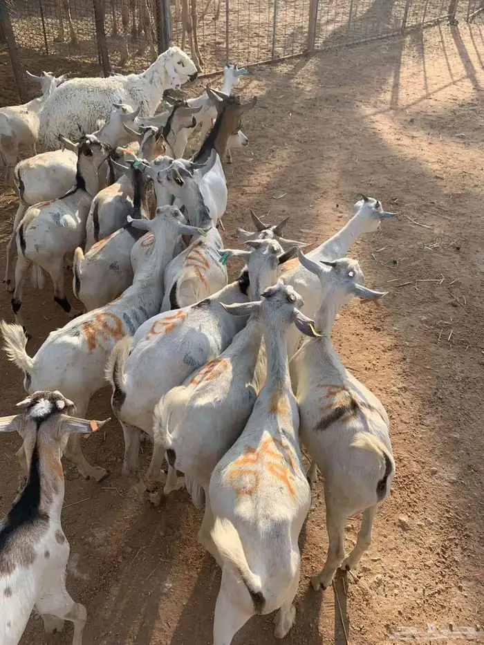 متوفر تيوس صومالية ممتازة ومضمونة جذعان وجاهزة للتعليف 3