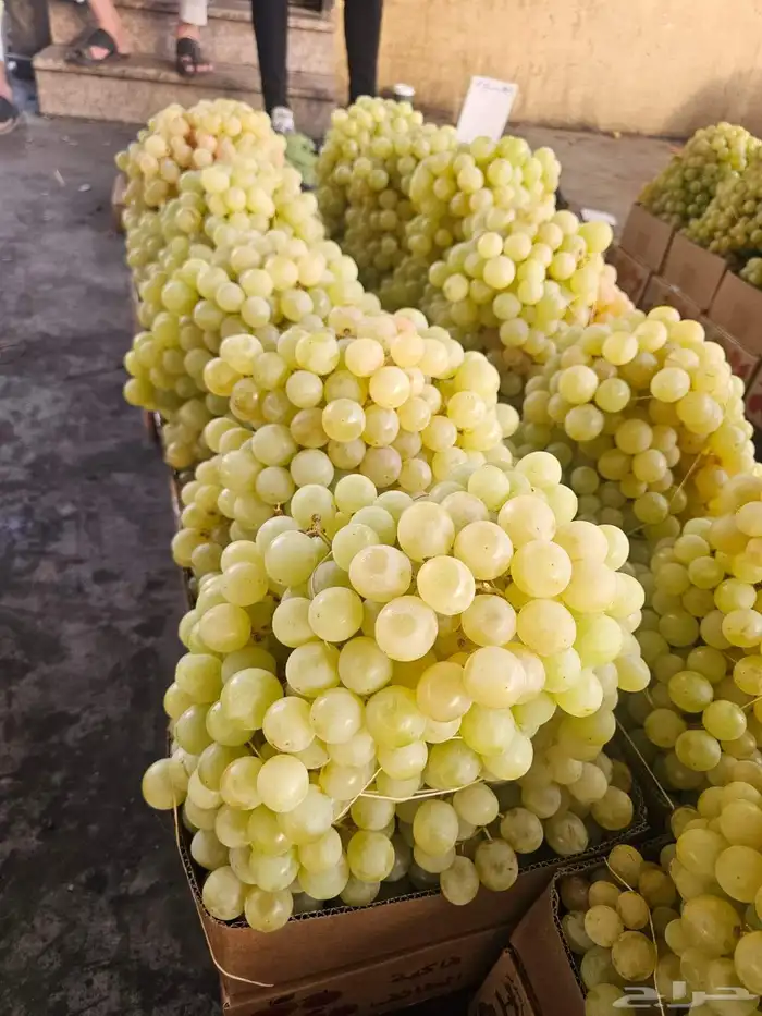 رمان فاخر 9كيلو 150ريال. عنب فاخر8كيلو 150ريال. برشومي 1