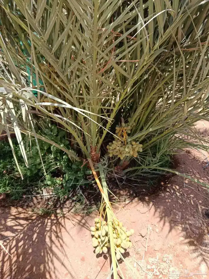 فسائل صقعي مجدول إخلاص 2