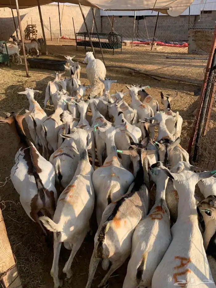 متوفر تيوس صومالية ممتازة ومضمونة جذعان وجاهزة للتعليف 5