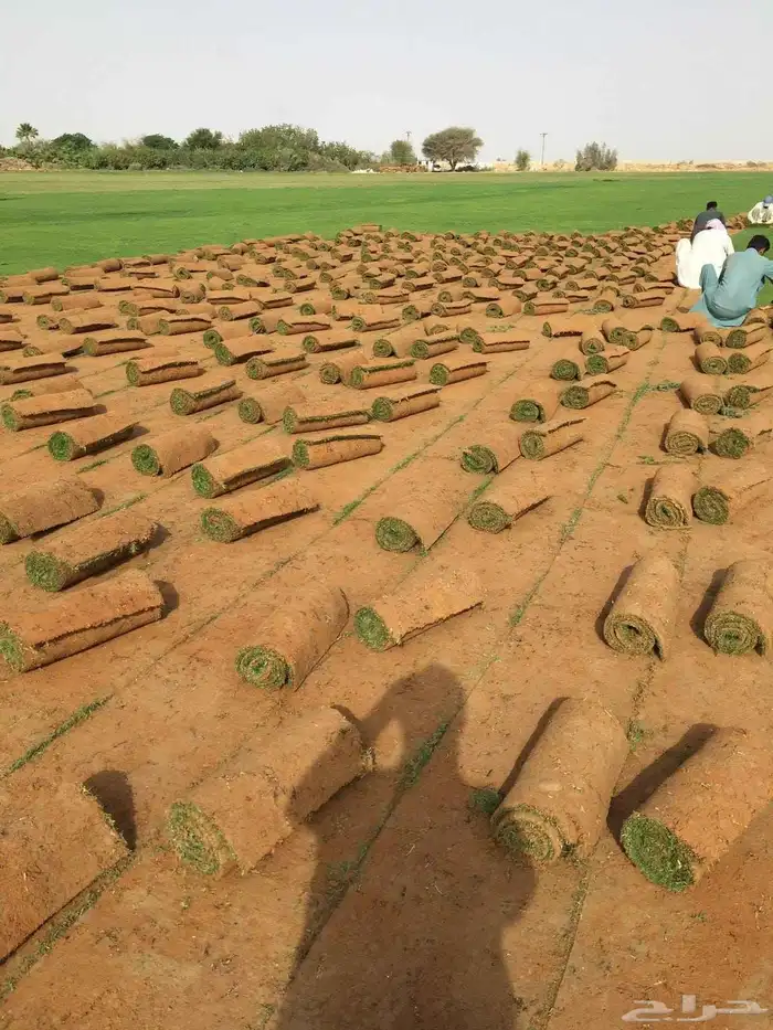 تنسيق حدائق توريد وتركيب الثيل الطبيعي وشبكه الرأي 12