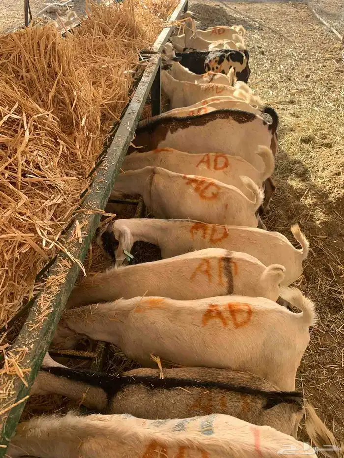 متوفر تيوس صومالية ممتازة ومضمونة جذعان وجاهزة للتعليف 7