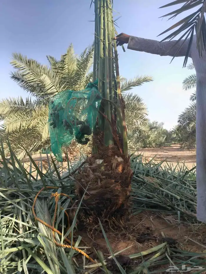 جثايث نقايل نخل للبيع 6