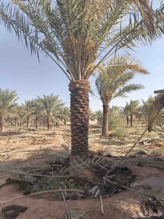 جثايث نقايل نخل للبيع 3