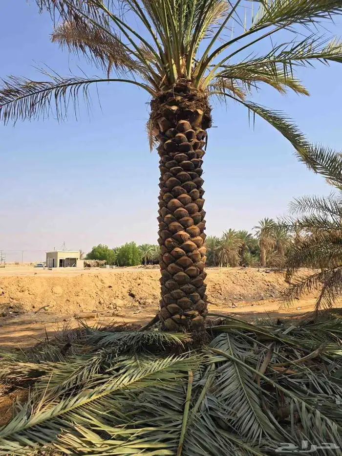 نخل مثمر اخلاص صقعي مجدول برحي شيشي مصيف ومشكلات اخرى 1