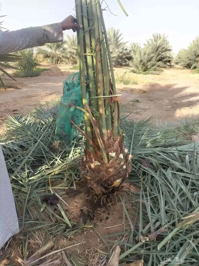 جثايث نقايل نخل للبيع 5